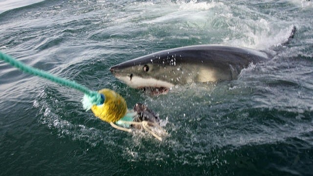Mary Lee the shark tracked off Atlantic City coast