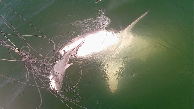 Researchers catch shark in Virginia; bigger shark arrives and eats it