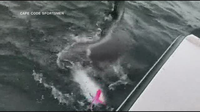 Great white shark tries to steal fisherman's catch