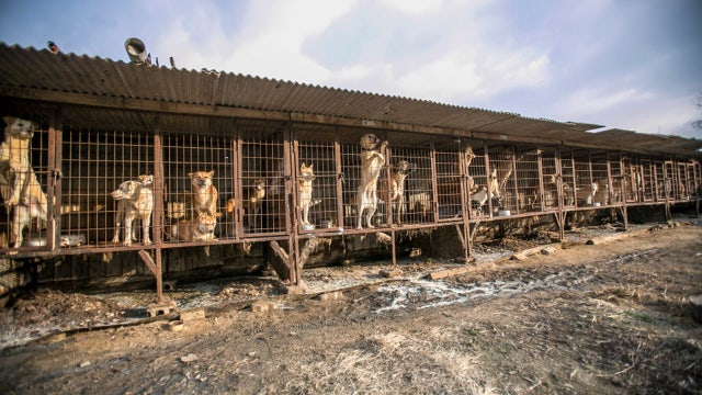 Dogs, rescued from 'meat farm' in Korea, headed to Tampa