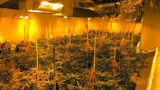 9 arrested, $7.1 million worth of marijuana seized in drug raids