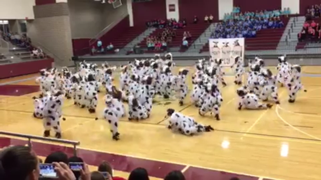 East Texas drill team's cow-themed dance goes viral