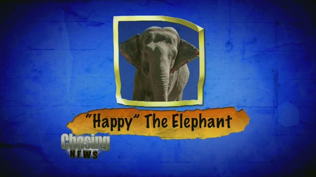 Group calls zoo elephant unhappy