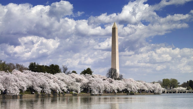 Cherry Blossom Peak Bloom: The science behind predicting one of DC's biggest spring traditions