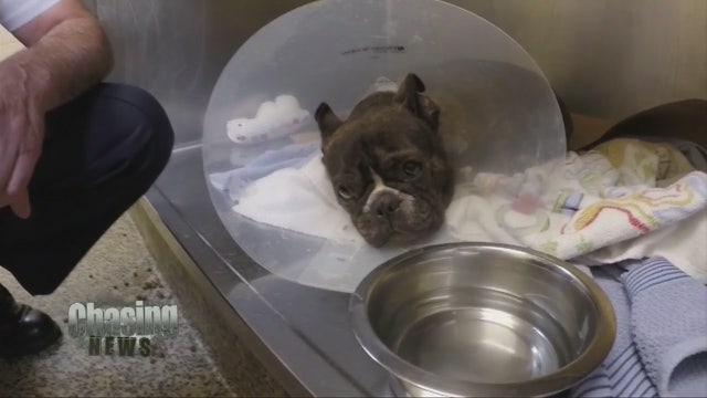 First of 276 rescued dogs from hoarding case adopted