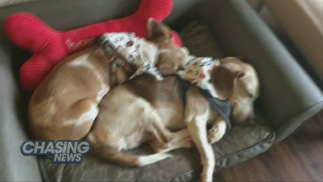 Couple provides hospice care for homeless dogs