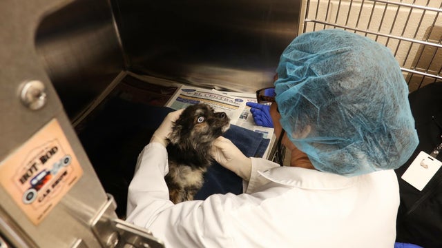 Puppy found in plastic dies, Michigan Humane Society offering $5k reward to find person responsible