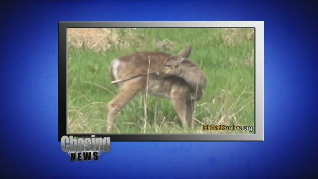 Injured deer in NJ found and saved