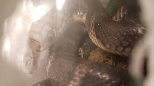 Live cobras found in package at JFK mail facility