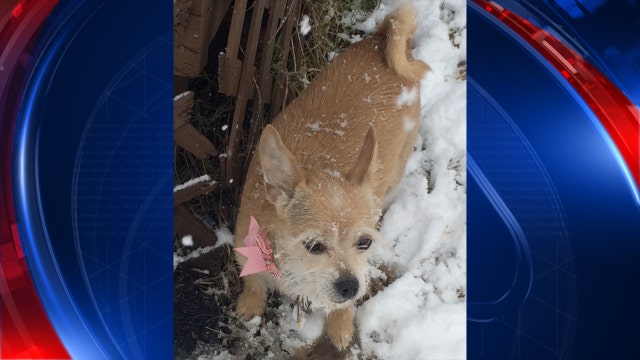 Family mourns dog's death at pet resort