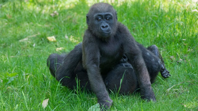 New images of baby gorillas at the Bronx Zoo