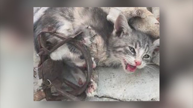 San Dimas deputies rescue kitten trapped in illegal steel jawed trap