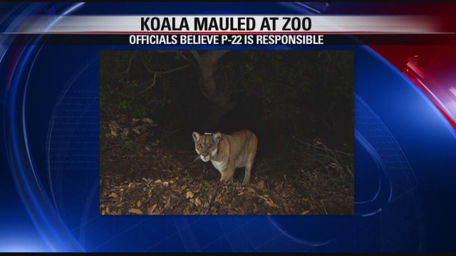 Koala at LA Zoo found mauled by Griffith Park mountain lion