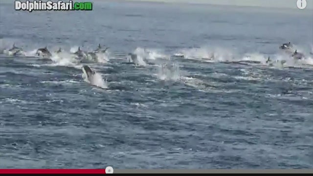 Large dolphin stampede observed off the coast of Dana Point