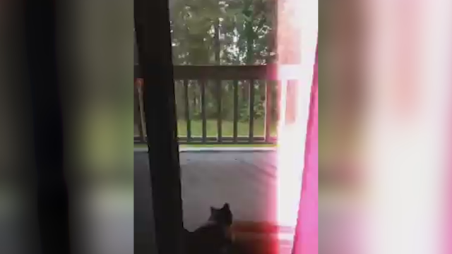 WATCH: Close call for woman and cat as lightning strikes home