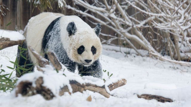 VIDEO: National Zoo giant panda Mei Xiang caught frolicking in first snow of season