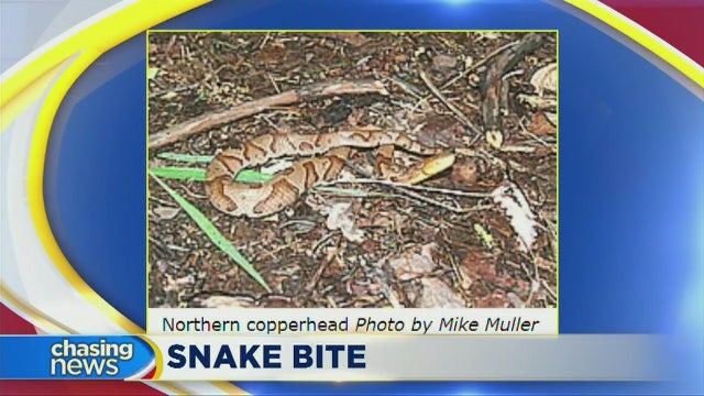 Man bitten by copperhead snake in Paterson
