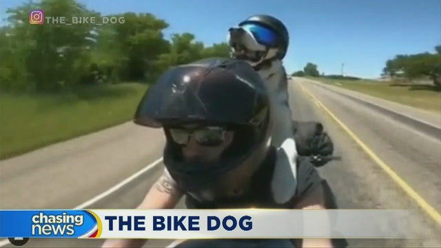 Man rides motorcycle with dog on the back