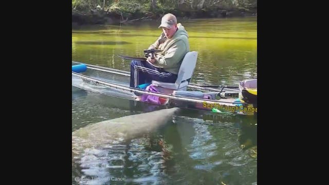 WATCH: Manatee pushes transparent canoe
