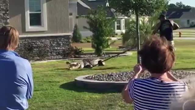 Massive gator shocks neighborhood, found on someone's front porch