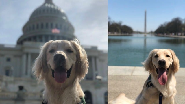Max the future service dog visits Washington, DC