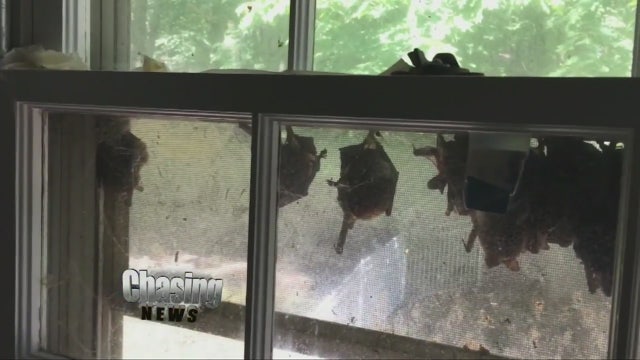 Meet Flemington boy's bat colony