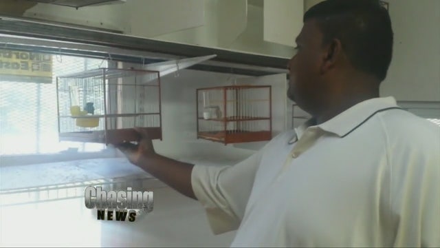 Meet the 'bird king' of Queens