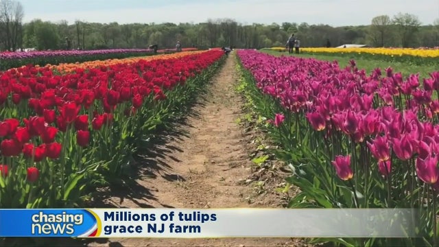 Million of tulips grace NJ farm