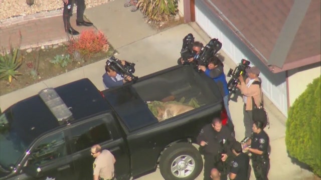 Mountain lion captured after being spotted in Azusa neighborhood