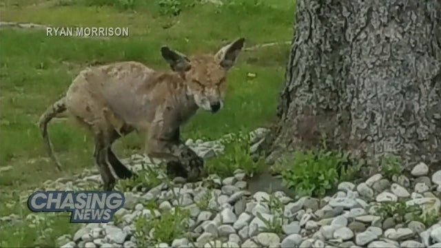 Mystery animal sightings in New Jersey