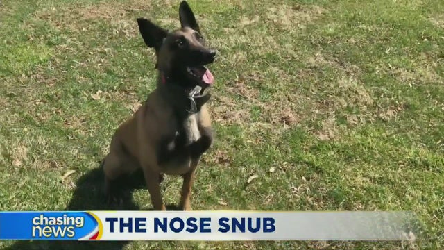 NJ's K9 officers no longer will be needed to sniff out pot