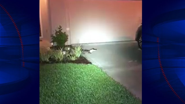 Trapper removes alligator perched on driveway