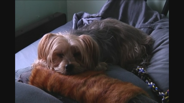 Hero rescue dog saves owner's life