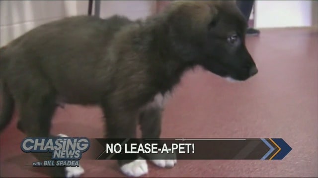 Pet leasing banned in New York