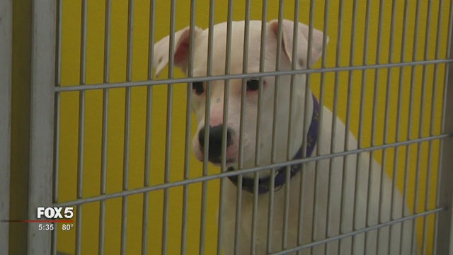 Nonprofit concerned for animal safety after AC unit breaks... again