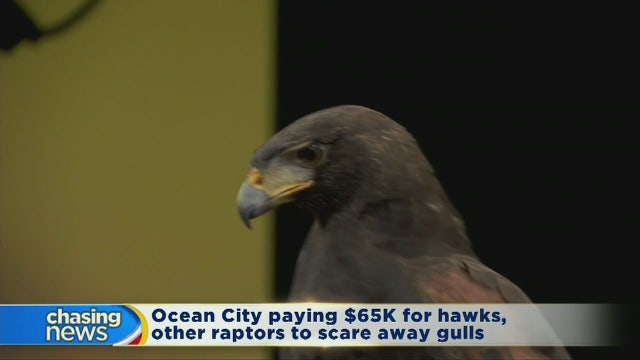 Ocean City has novel solution to seagull problem