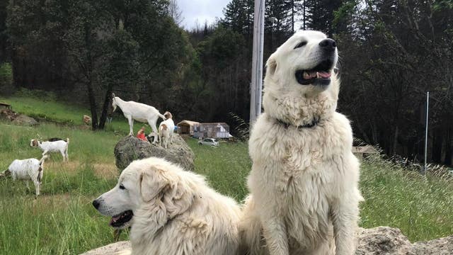 Hero dog, herd of goats return to rebuilt home after Wine Country fires