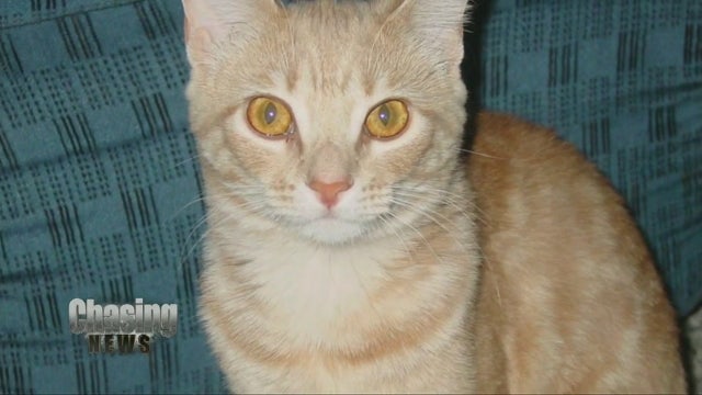 Police officer shoots cat