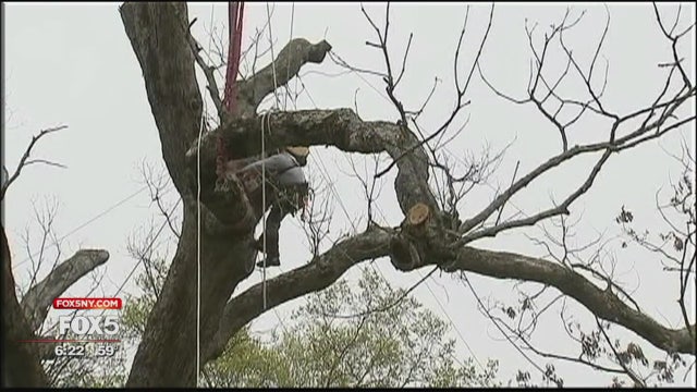 New Jersey community bids farewell to 600-year-old tree
