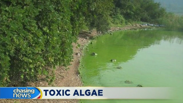 Owner sounds warning after toxic algae kills dogs