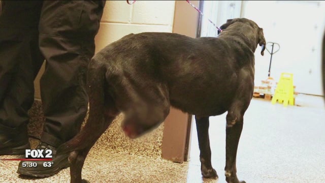 Owner unable to afford surgery uses tooth numbing gel, amputates dog's leg