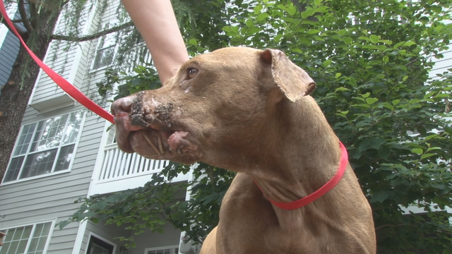Pit bull found mangled with broken bones being nursed back to health