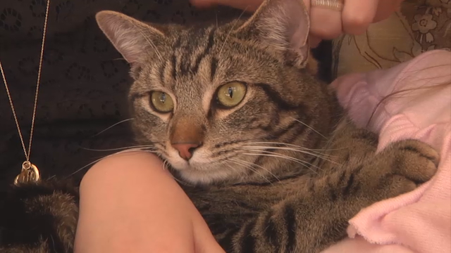 Cat returns home after two week journey to Atlanta airport