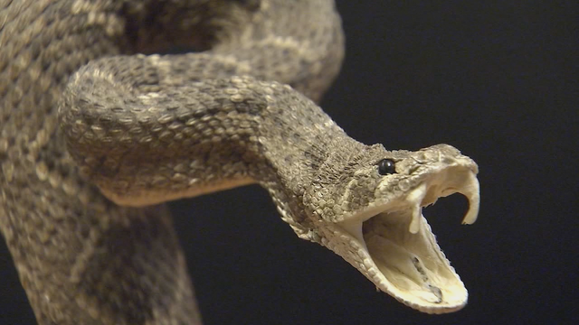 Copperhead snake bites man in New Jersey