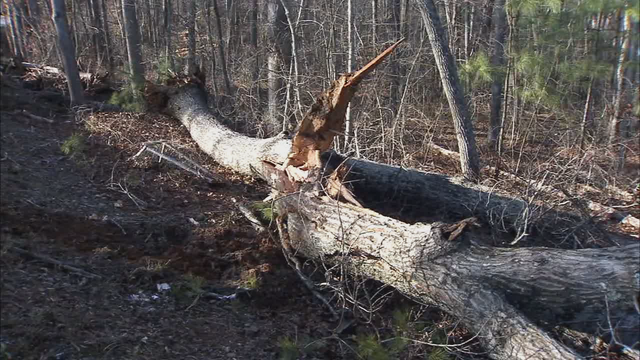 Fannin County volunteer firefighter killed by fallen tree