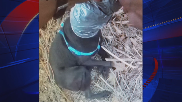Puppy found with duct tape wrapped around neck, head