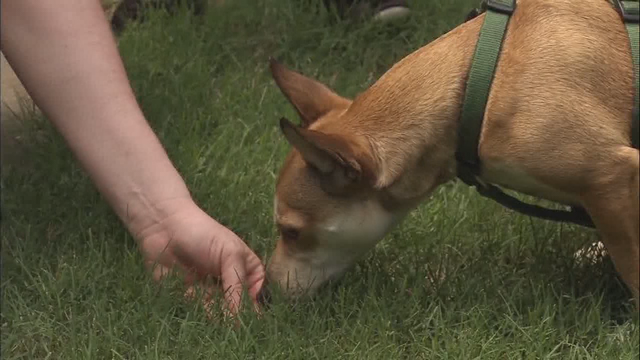 Deputies: Man bit by dog during possible abduction attempt of young girl