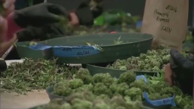 Push to legalize marijuana in Georgia