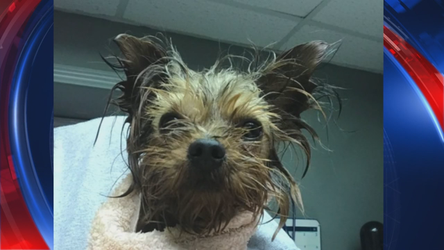 Dog stolen from PAWS Atlanta