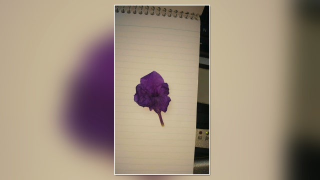 Little girl gives flower to Manatee County deputy